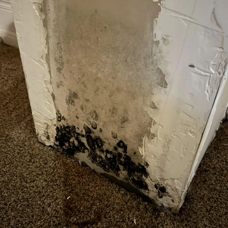 Professional Mold Removal in Apex, NC